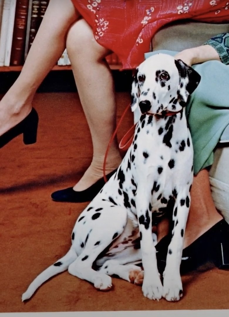 Poster of Dalmatian