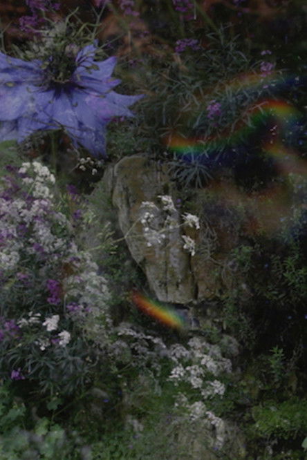 Poster of The Garden