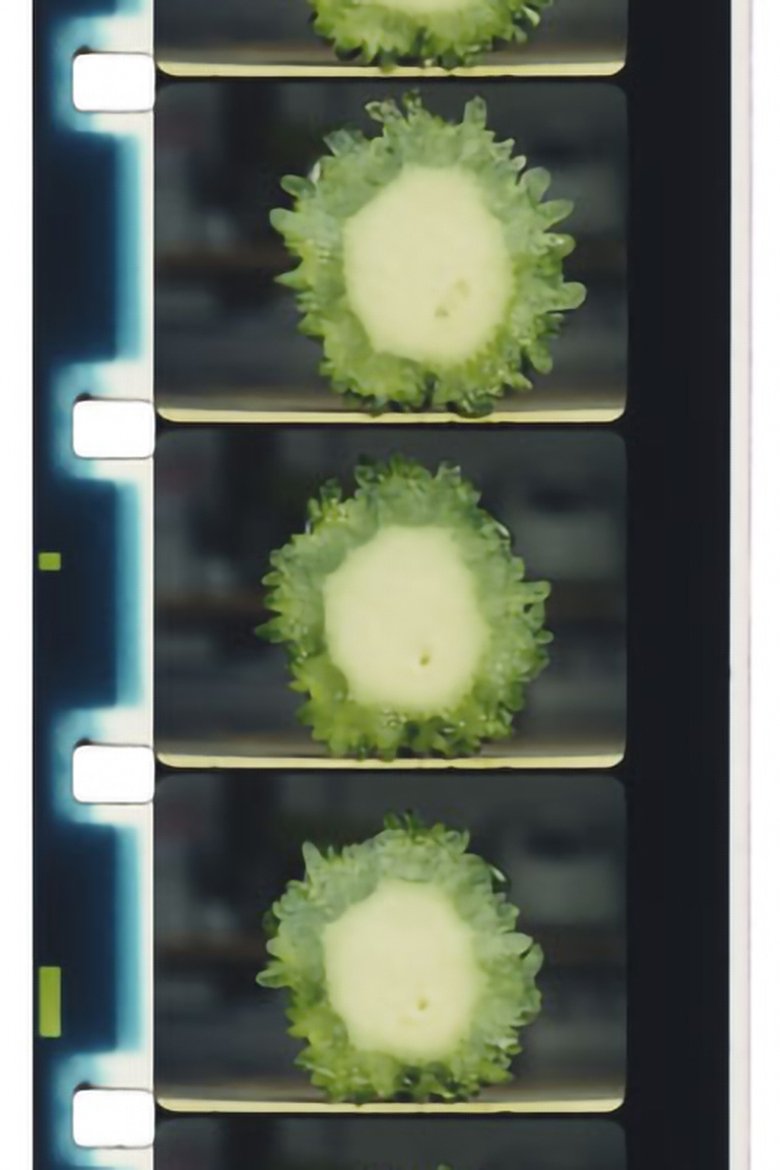 Poster of Chopping Fruits and Vegetables