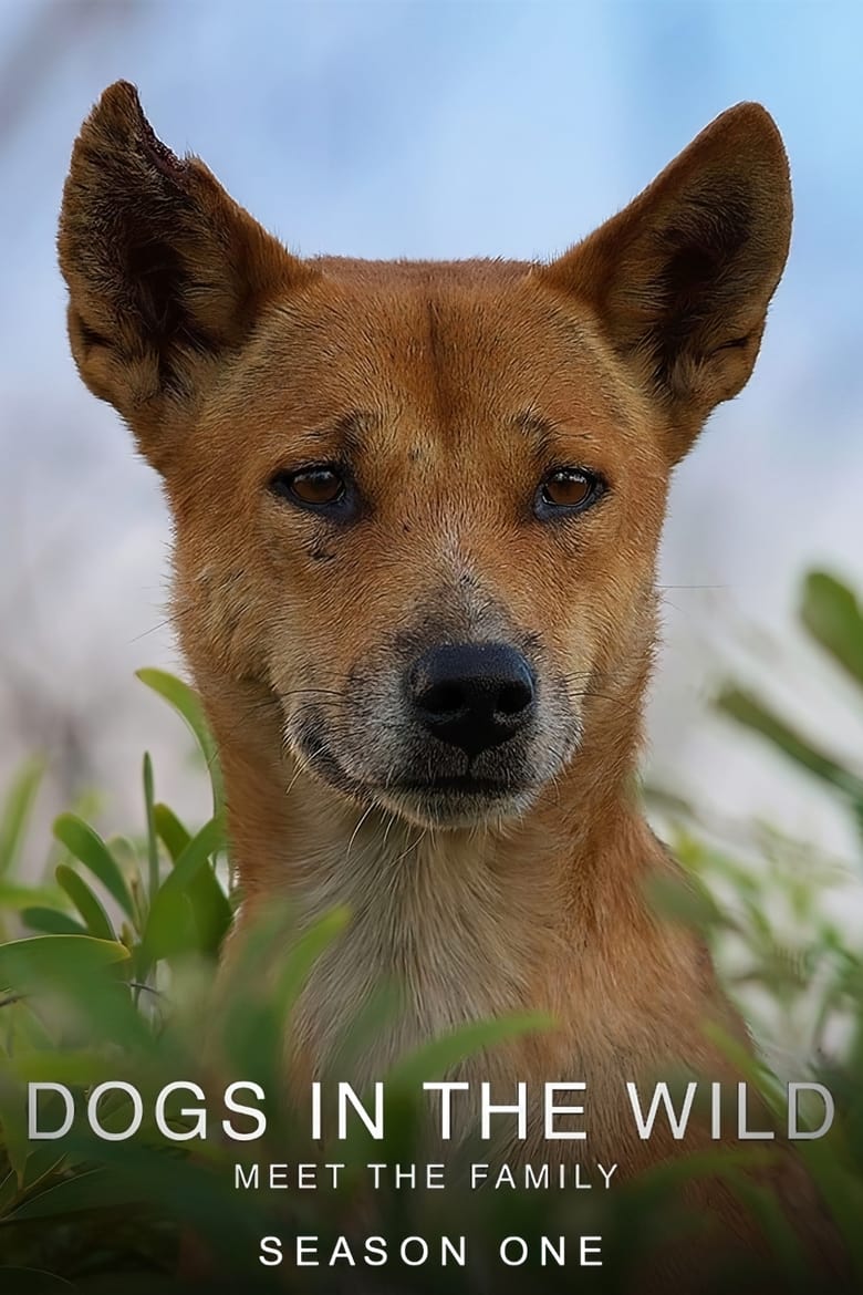 Poster of Episodes in Dogs In The Wild  Meet The Family - Season 1 - Season 1