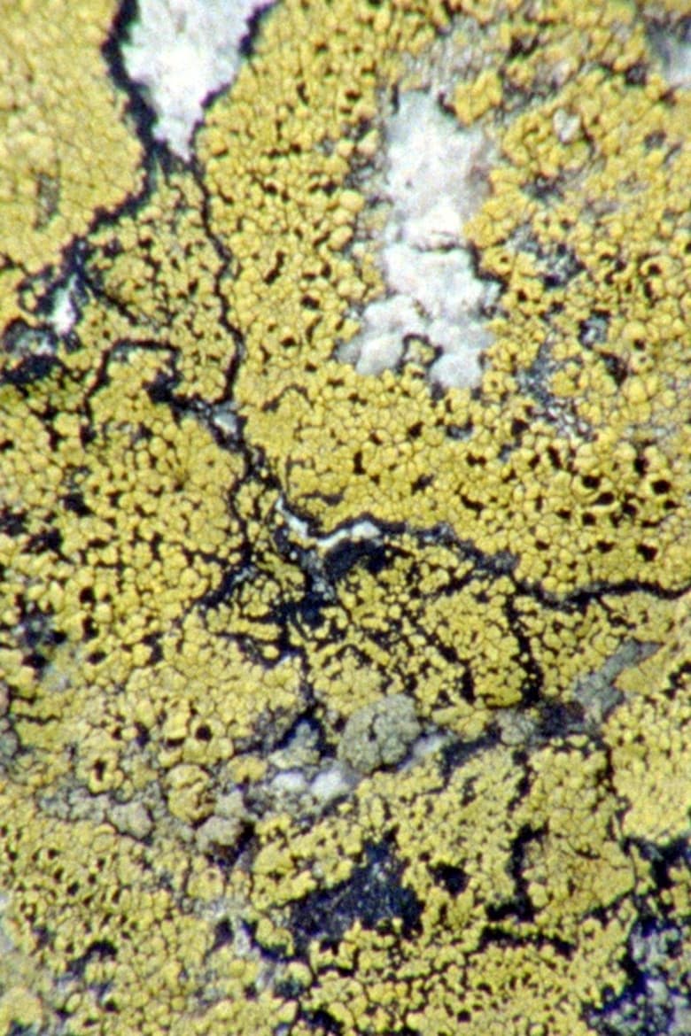 Poster of Lichens Are The Way