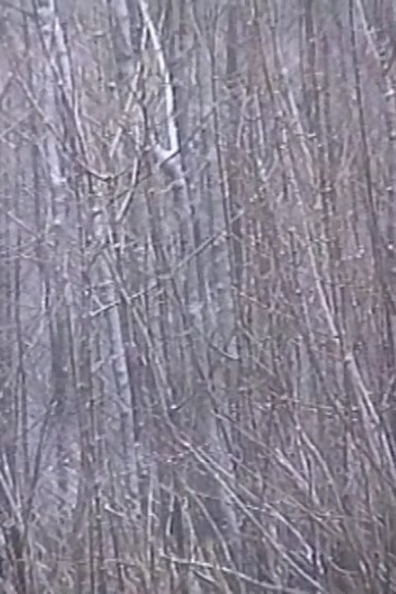 Poster of Rosa Rot