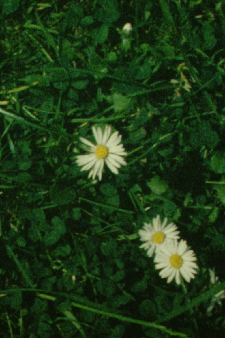 Poster of Daisies Cloud Passing