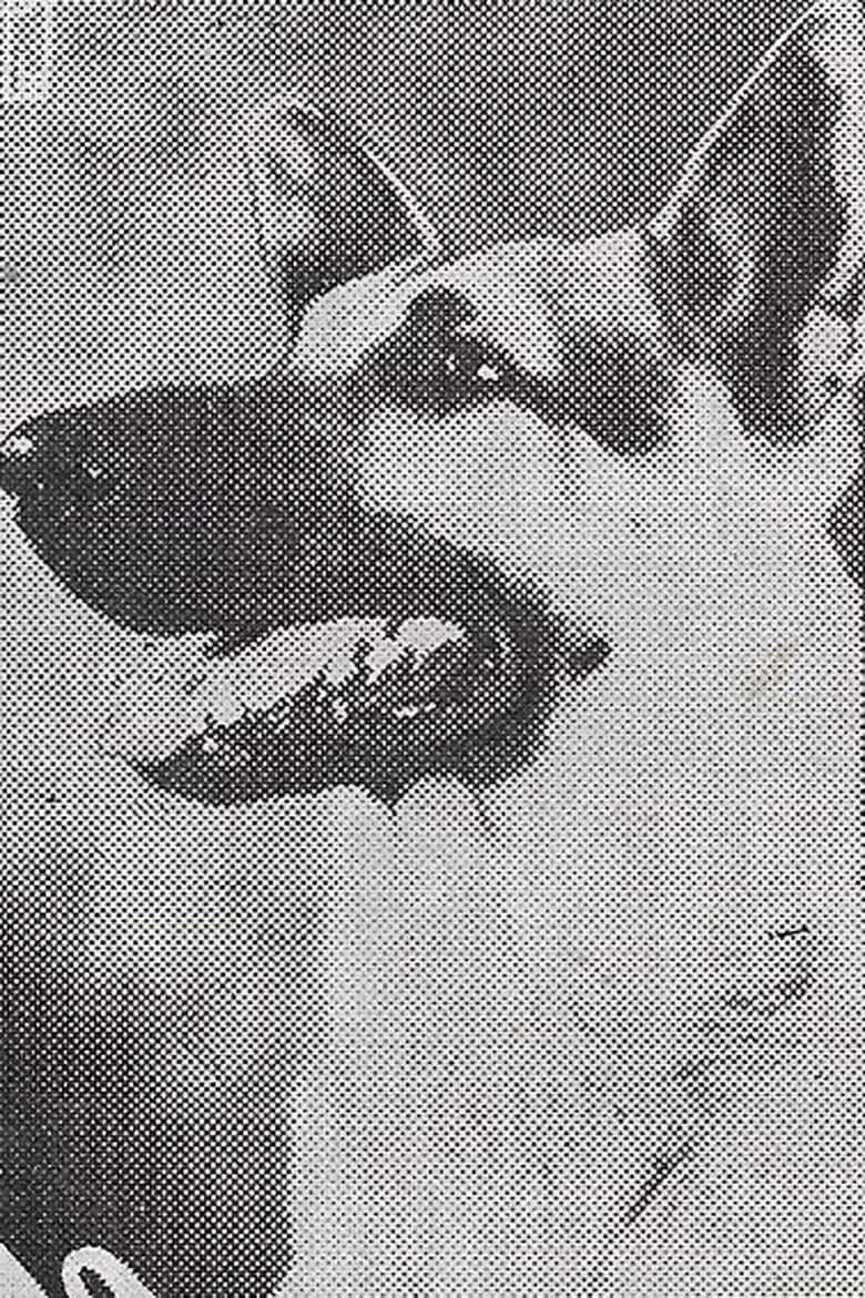 Portrait of Rin-Tin-Tin Jr.