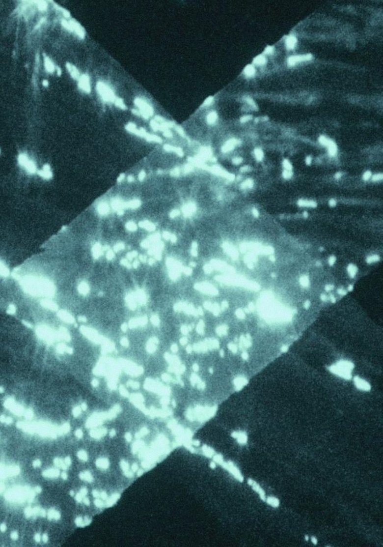 Poster of Light Trap