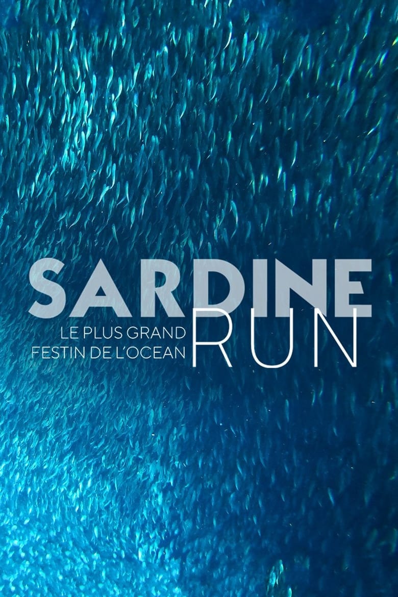 Poster of Sardine Run, le plus grand festin de l'océan