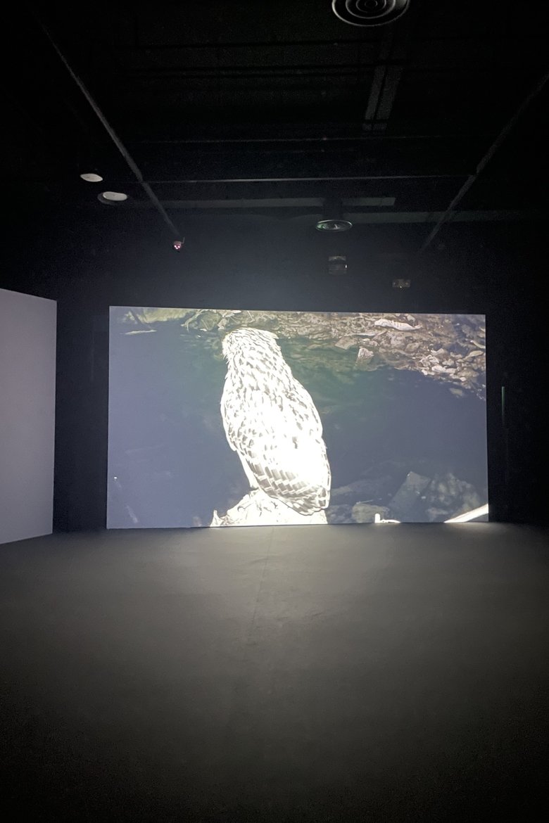 Poster of The Owl, The Travellers, and The Cement Drain