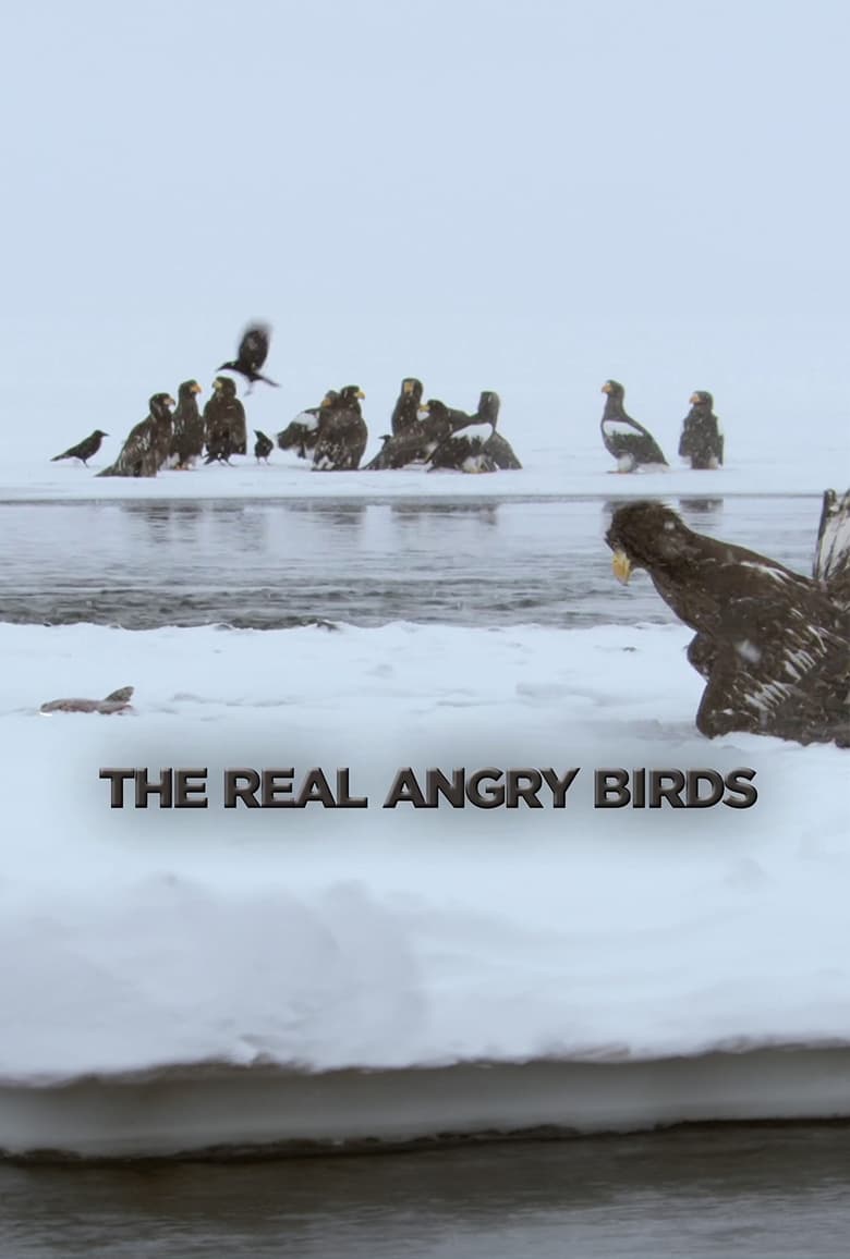 Poster of The Real Angry Birds