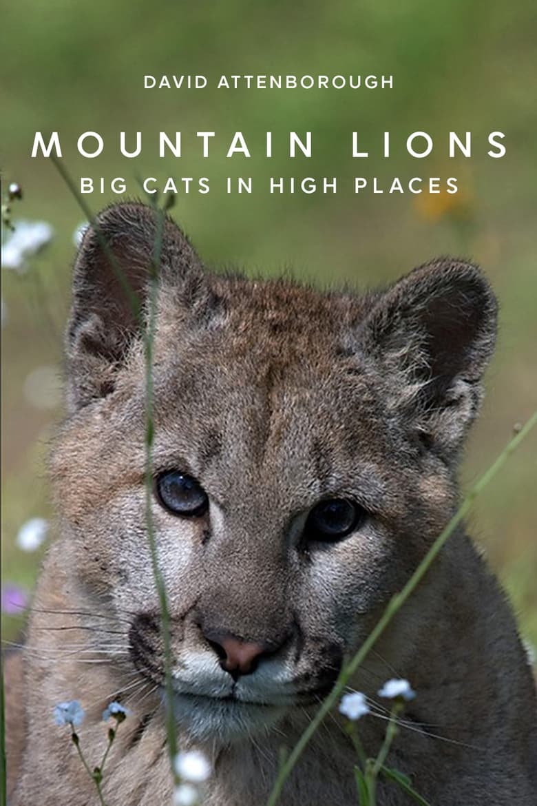 Poster of Mountain Lions: Big Cats in High Places