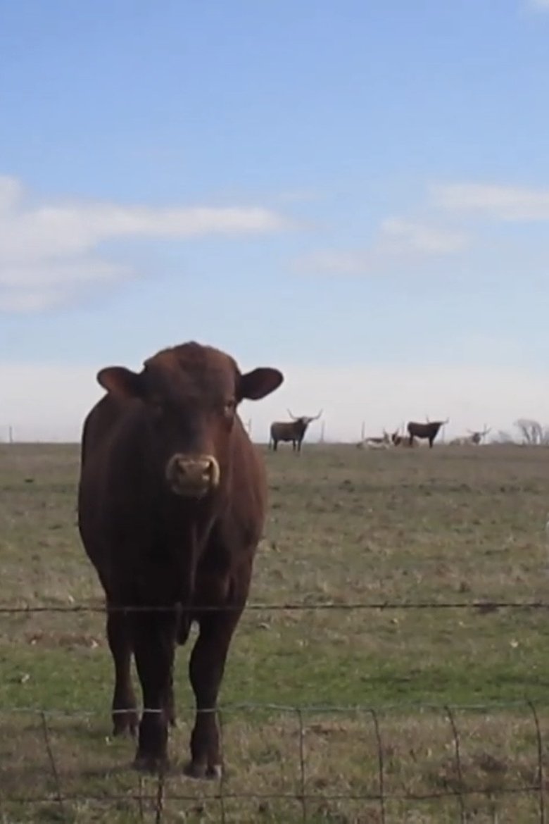 Poster of Cow Four Minutes