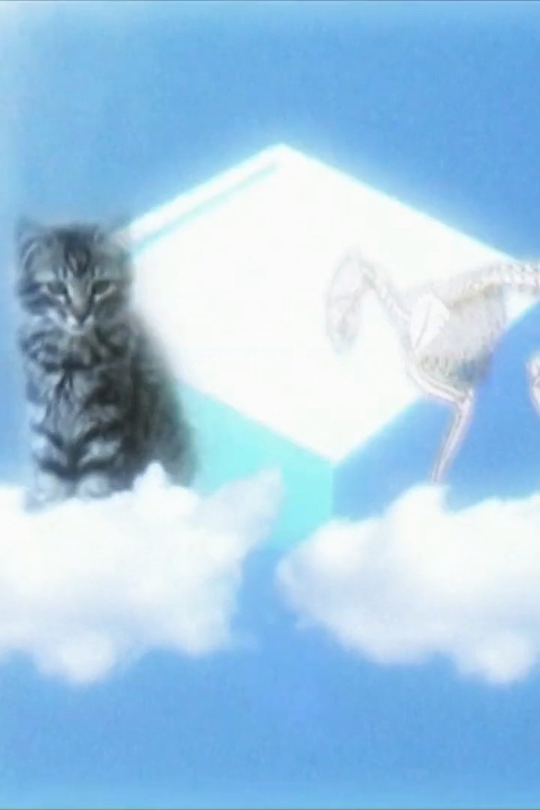 Poster of Le Chat De Shrodinger